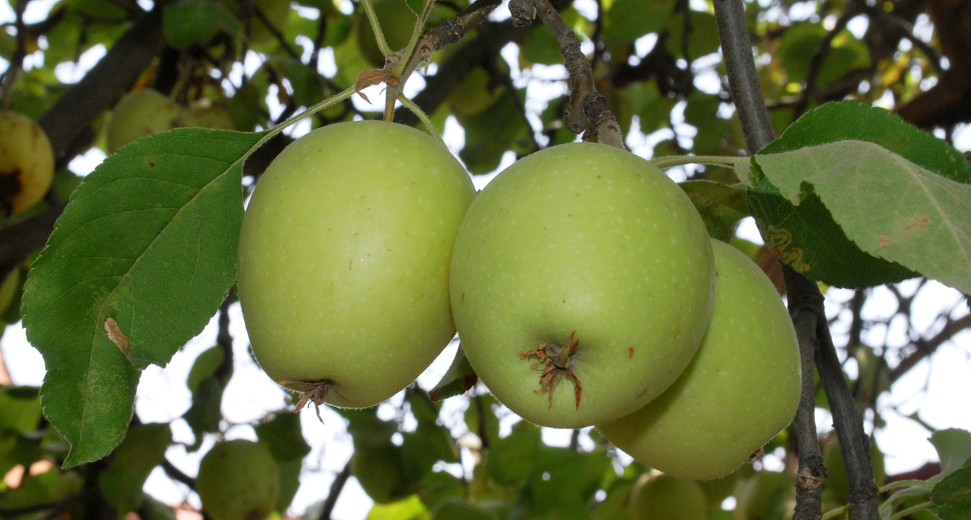 Image of Malus domestica specimen.