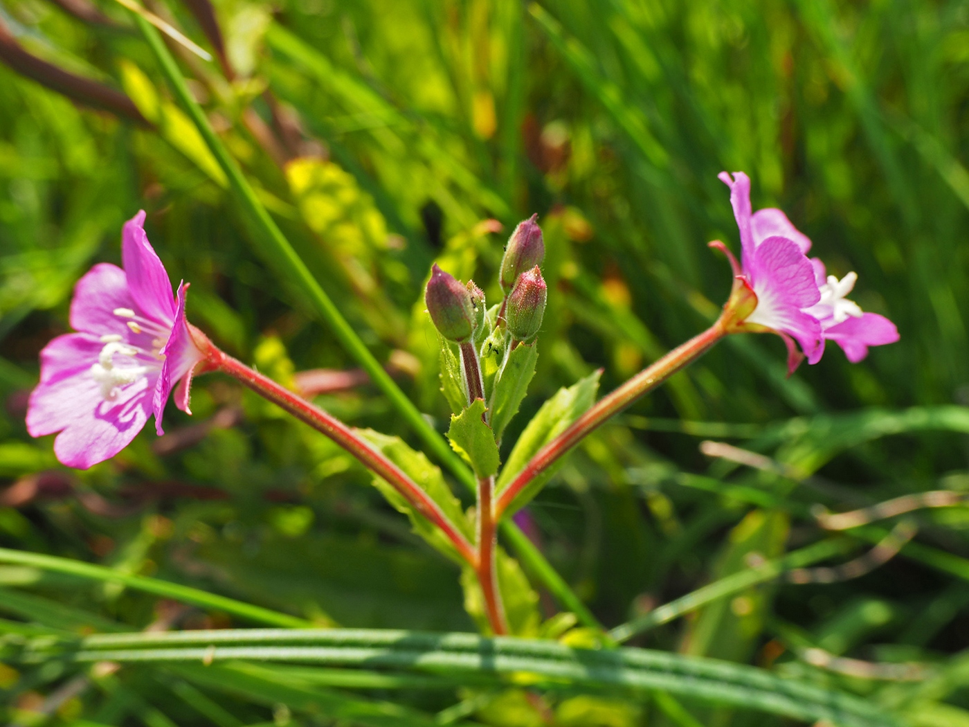 Изображение особи Epilobium hirsutum.