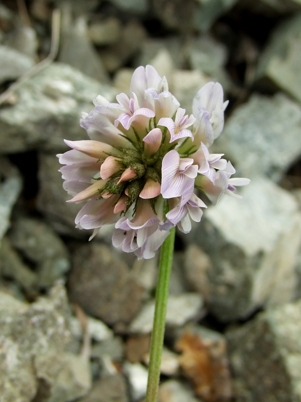 Изображение особи Astragalus boreomarinus.