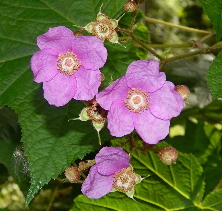 Image of Rubus odoratus specimen.