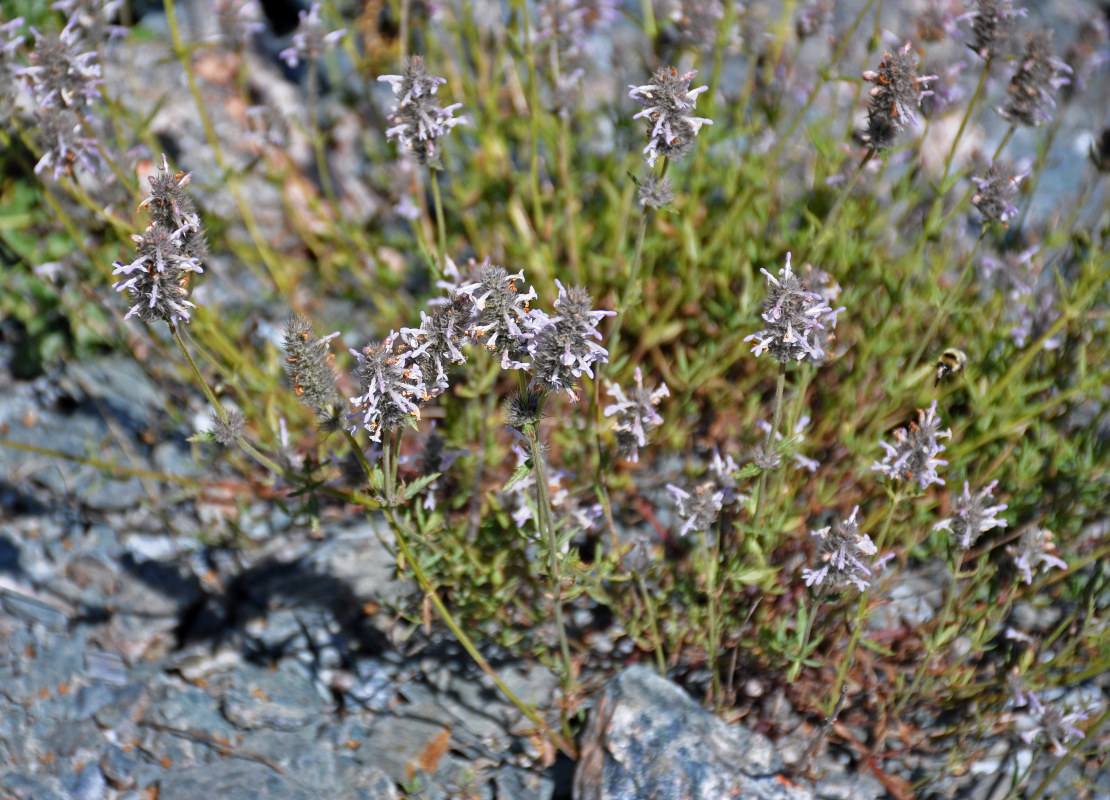 Image of Nepeta podostachys specimen.