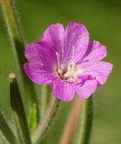 Epilobium villosum