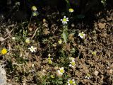 Anthemis chia