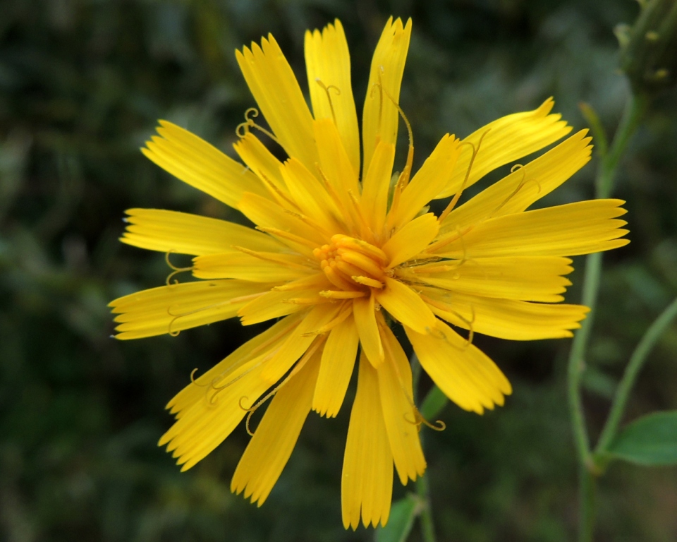 Image of Hieracium subarctophilum specimen.