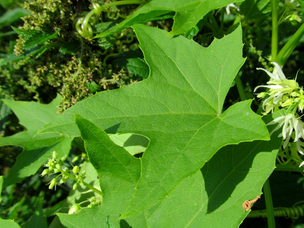 Image of Echinocystis lobata specimen.