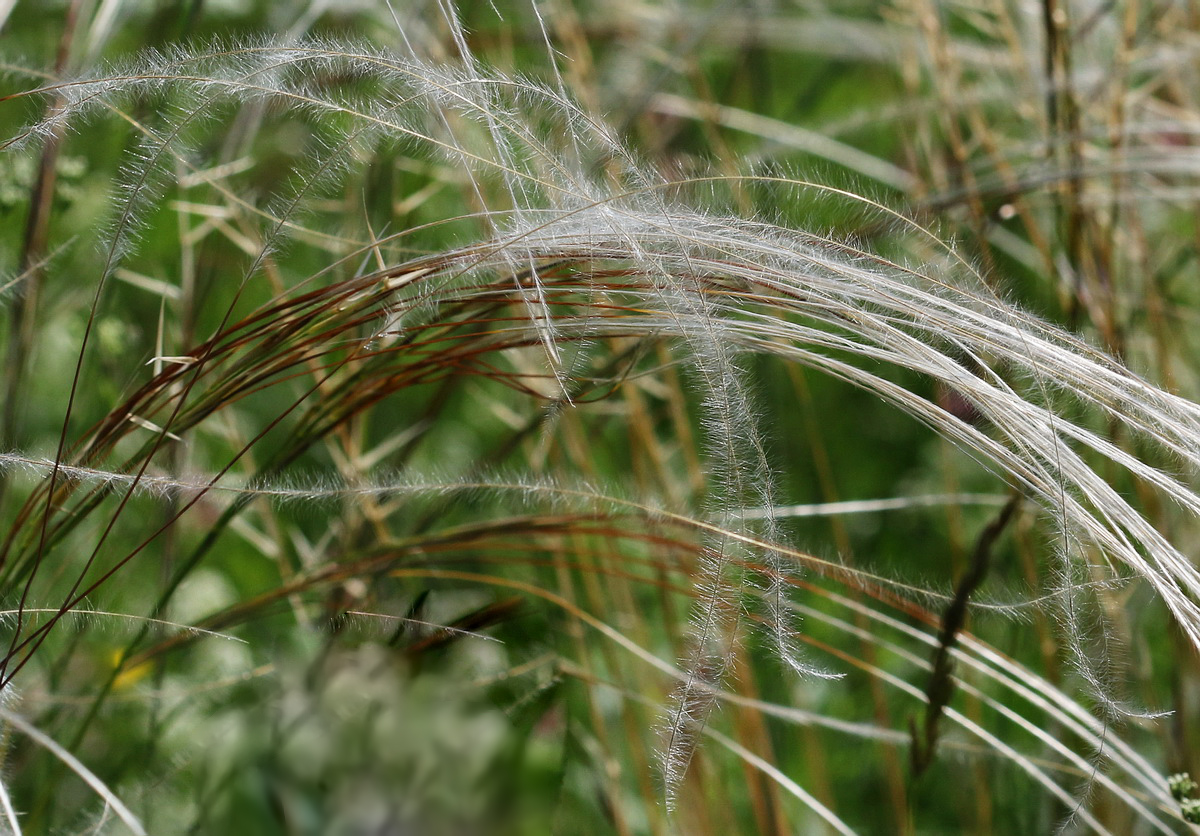 Изображение особи Stipa pennata.