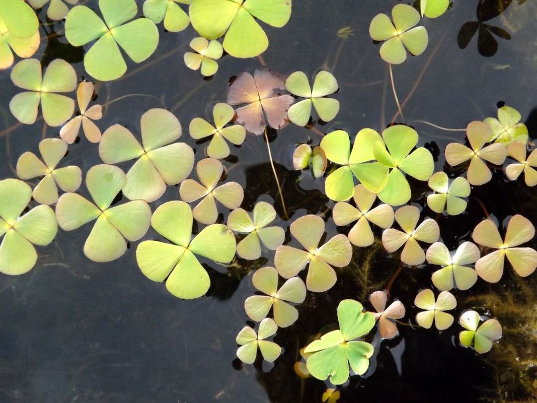 Image of Marsilea quadrifolia specimen.