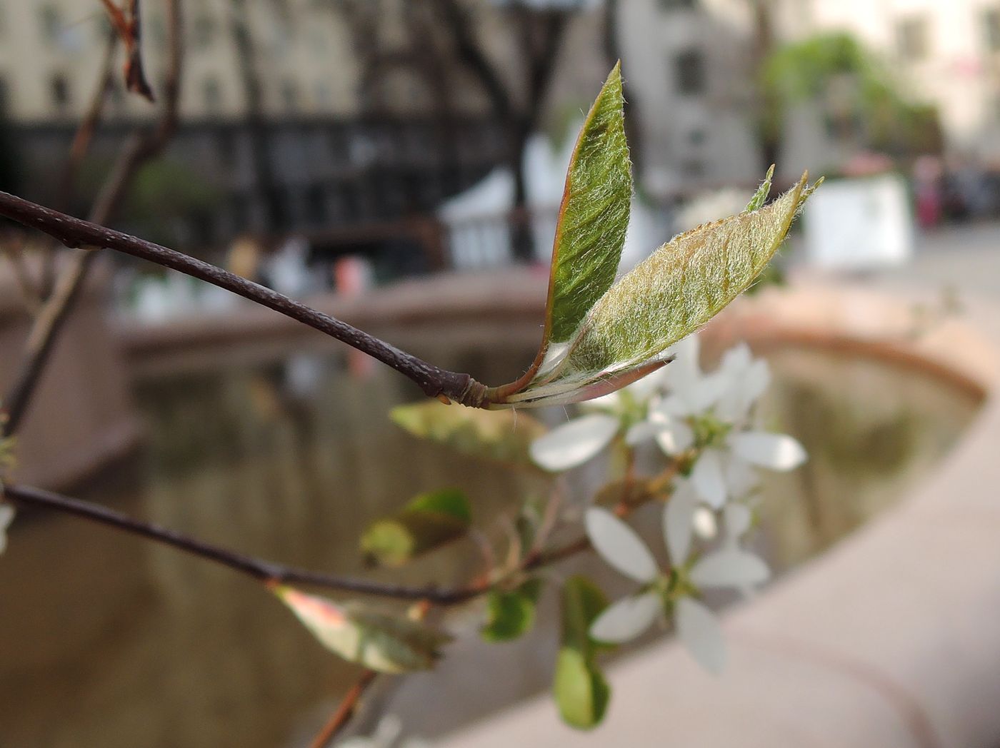 Image of Amelanchier spicata specimen.