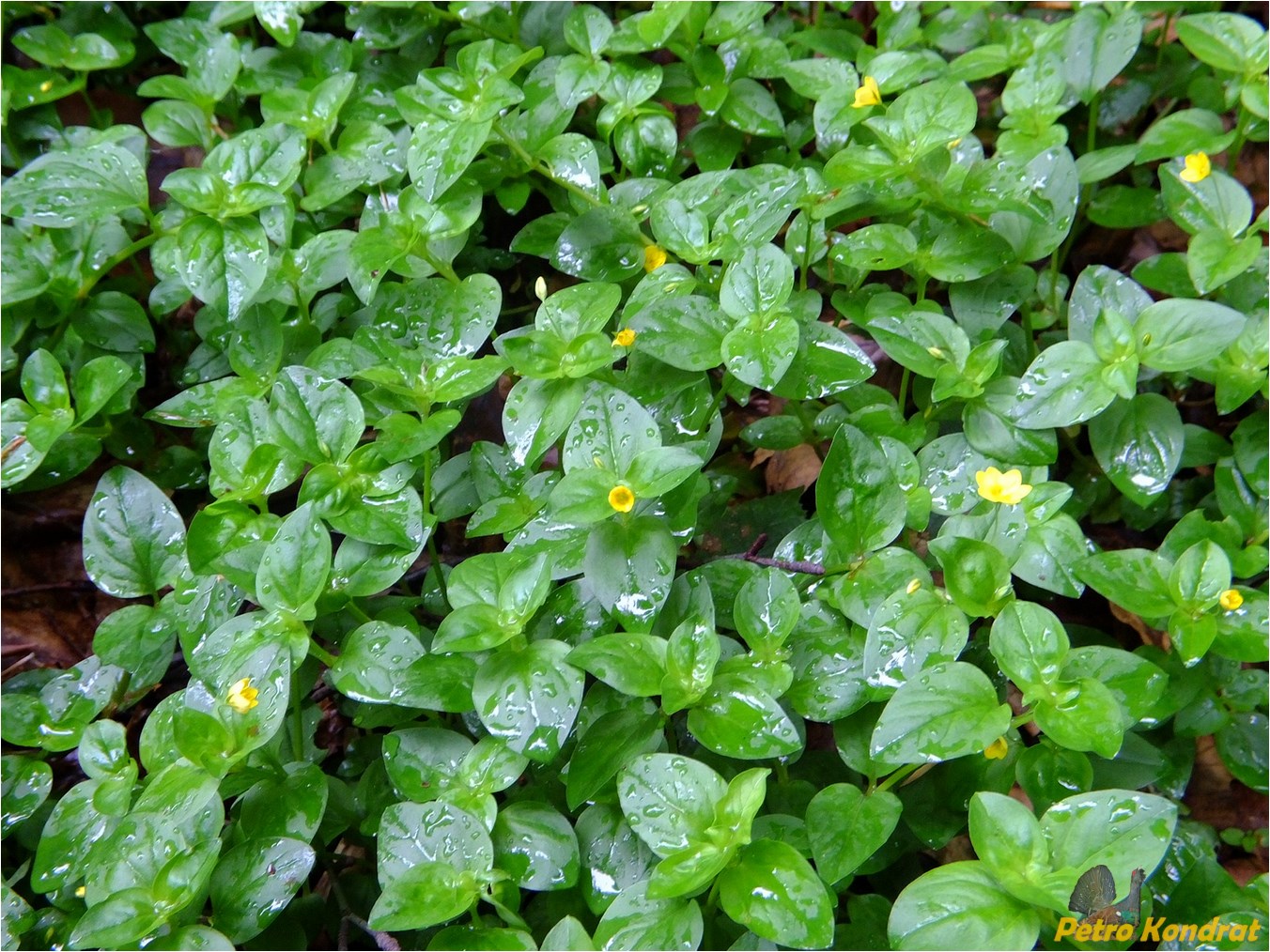 Image of Lysimachia nemorum specimen.