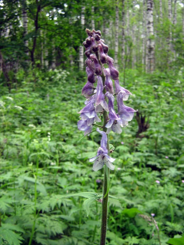 Image of Aconitum leucostomum specimen.