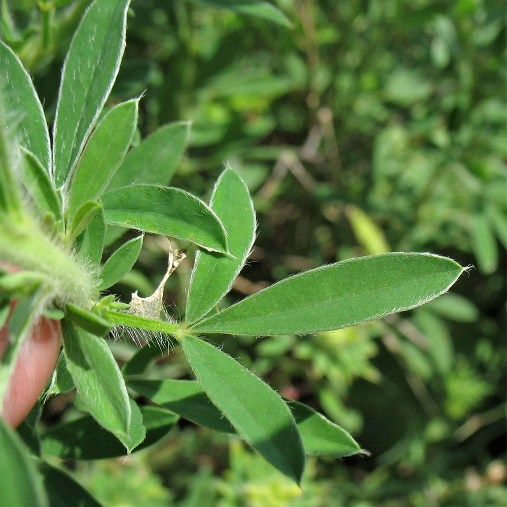 Image of Chamaecytisus rochelii specimen.