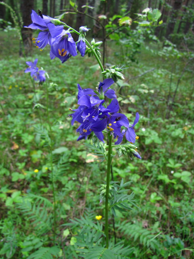 Image of Polemonium caeruleum specimen.