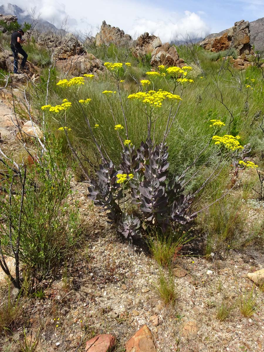 Image of Othonna parviflora specimen.