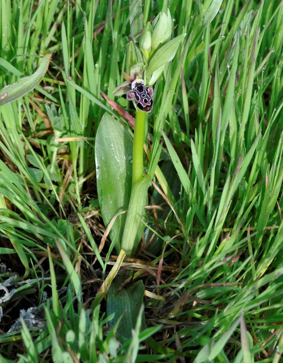 Image of Ophrys kotschyi specimen.