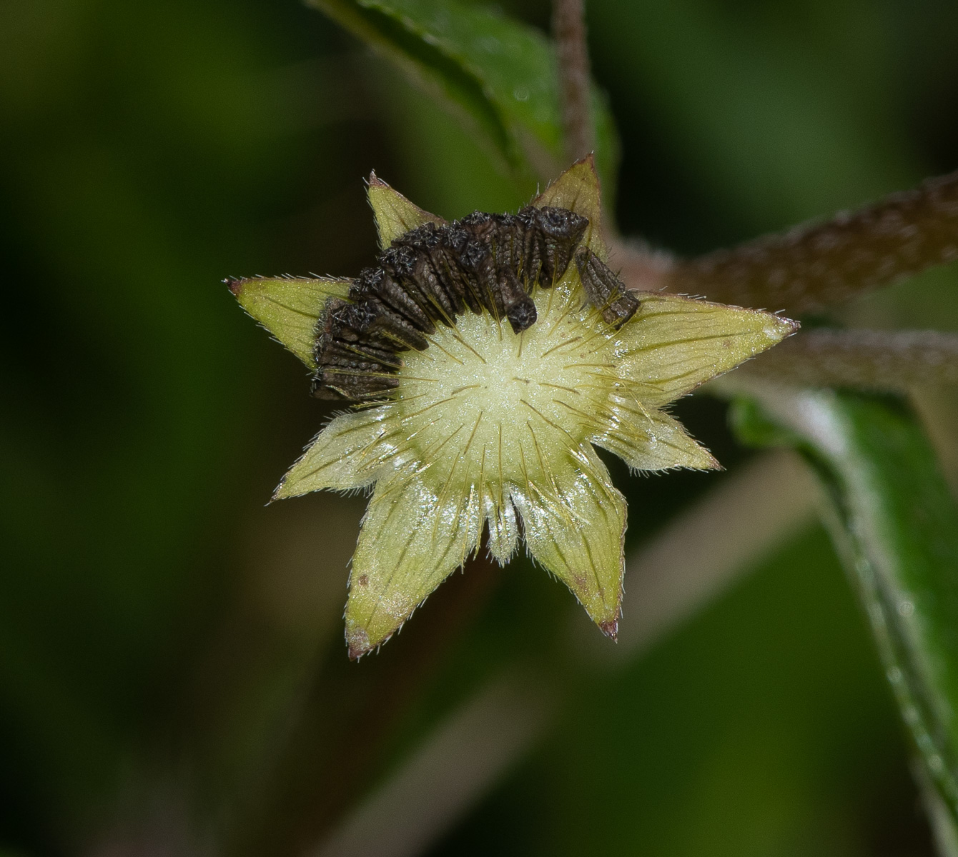 Image of Eclipta prostrata specimen.