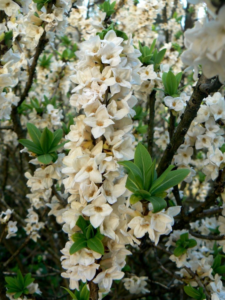 Image of Daphne mezereum specimen.