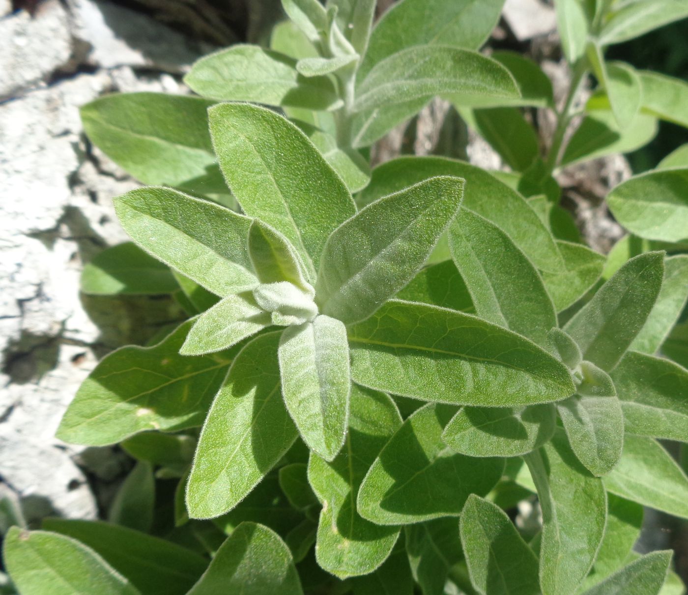 Image of Elaeagnus angustifolia specimen.