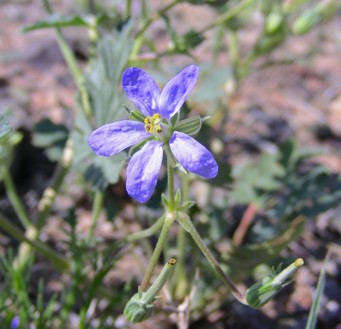 Изображение особи Erodium oxyrhynchum.