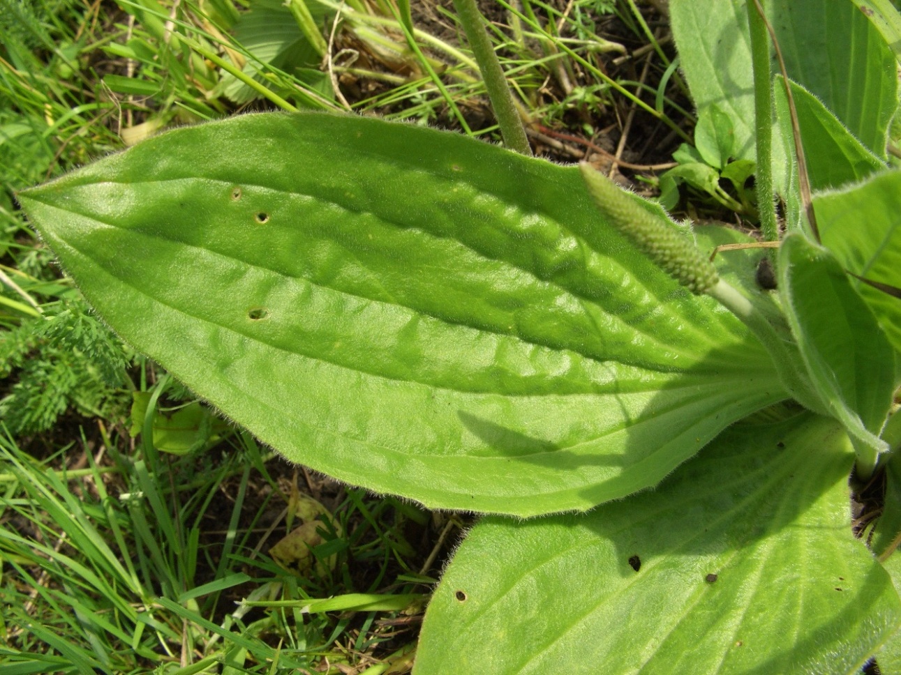 Image of Plantago media specimen.