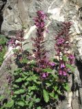 Teucrium chamaedrys