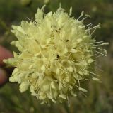 Cephalaria uralensis