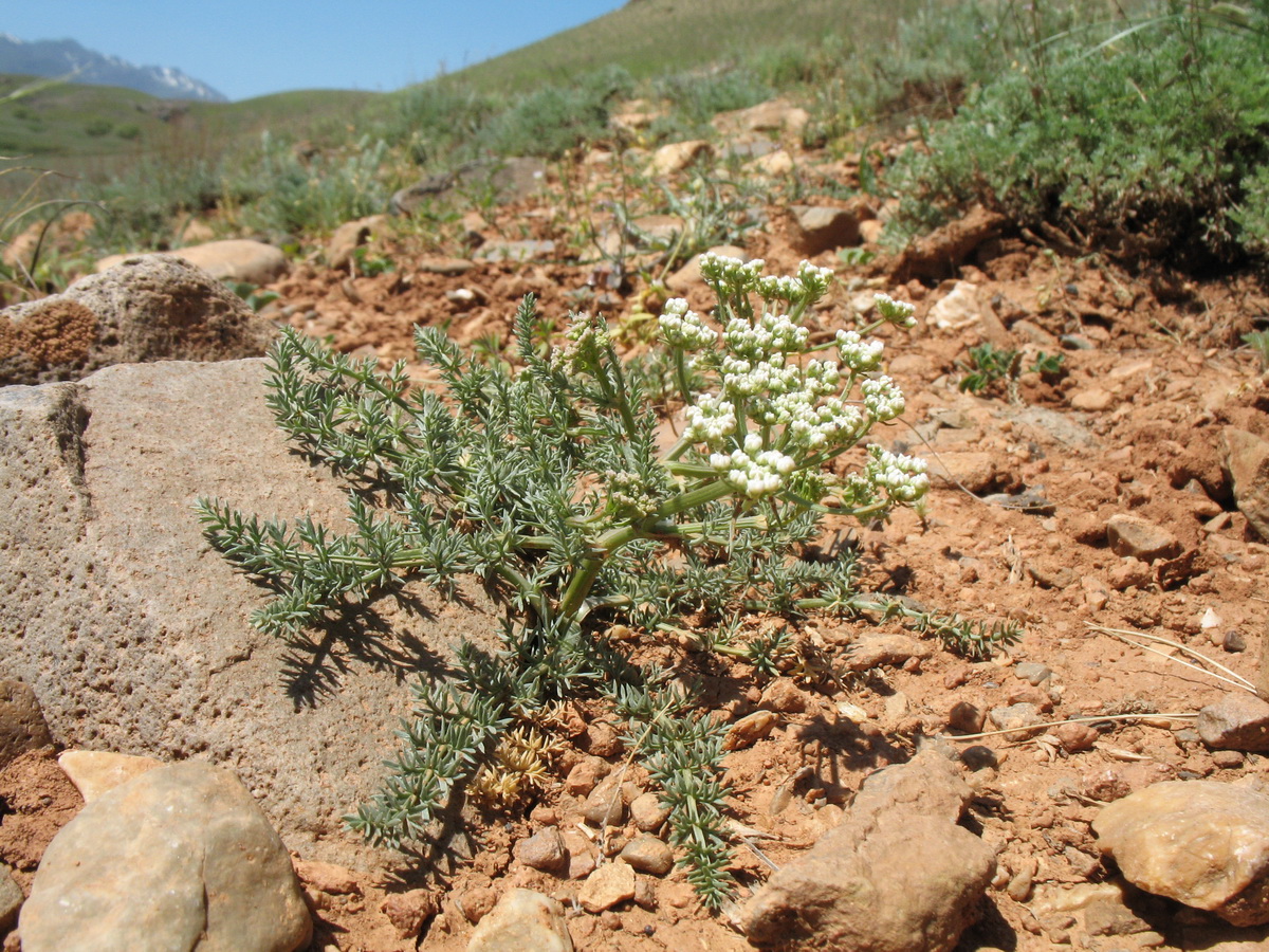 Image of genus Schrenkia specimen.