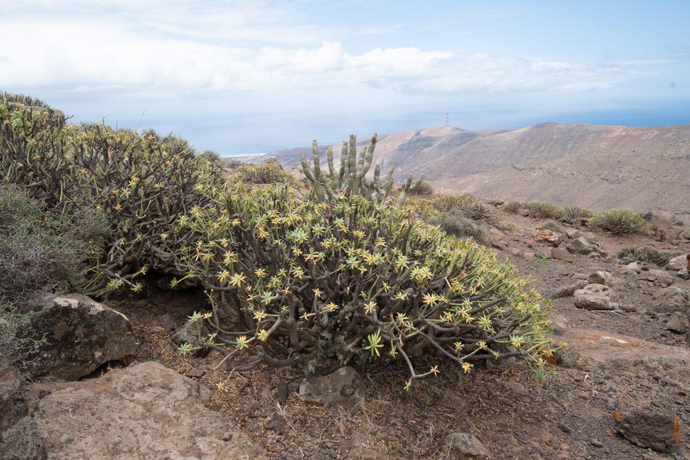 Изображение особи Euphorbia regis-jubae.