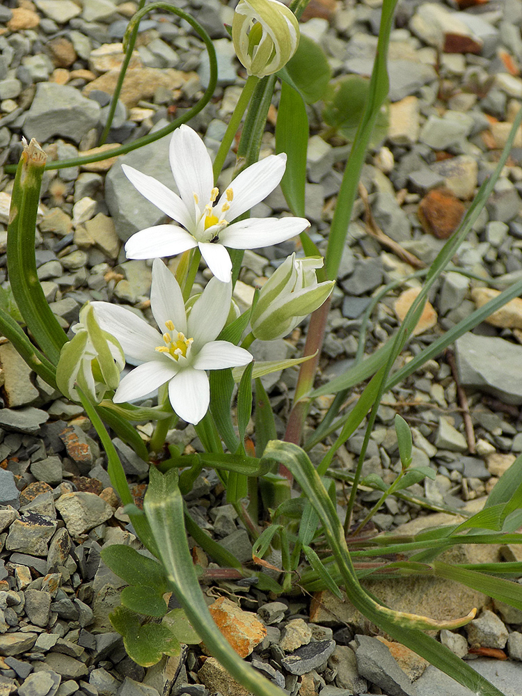 Image of Ornithogalum woronowii specimen.