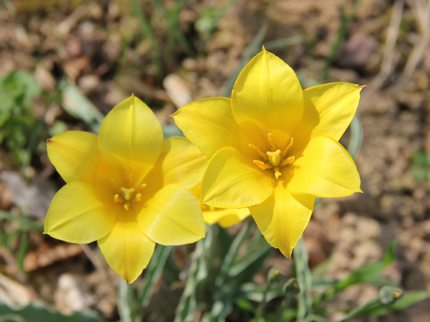 Image of Tulipa ferganica specimen.