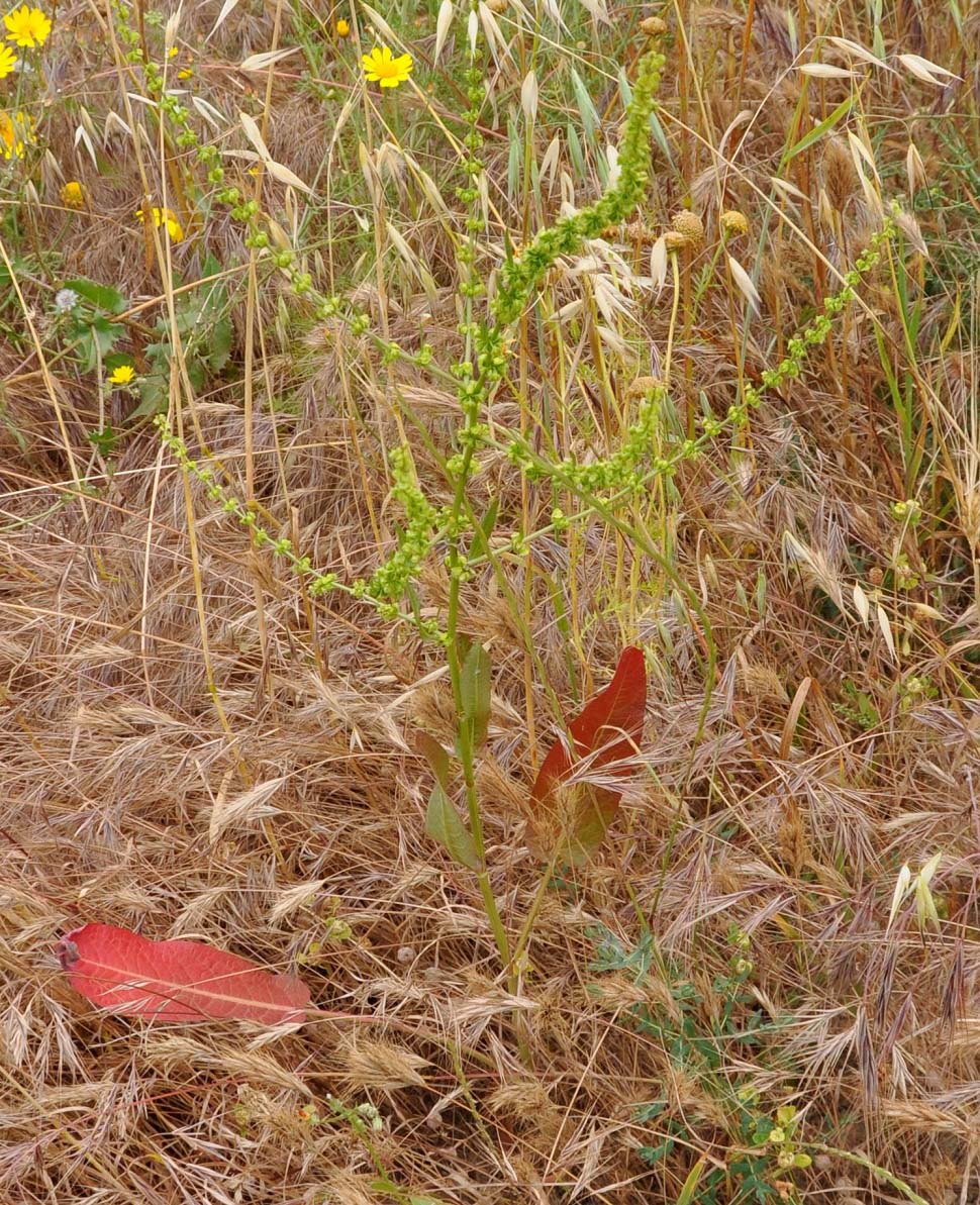 Image of Rumex pulcher specimen.