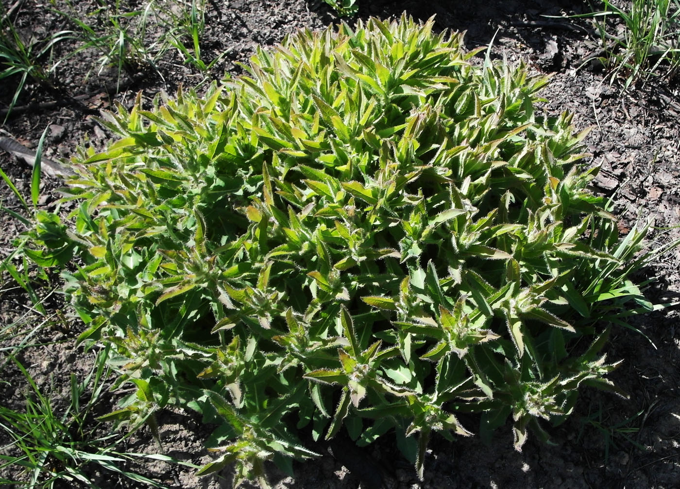 Image of Hieracium virosum specimen.