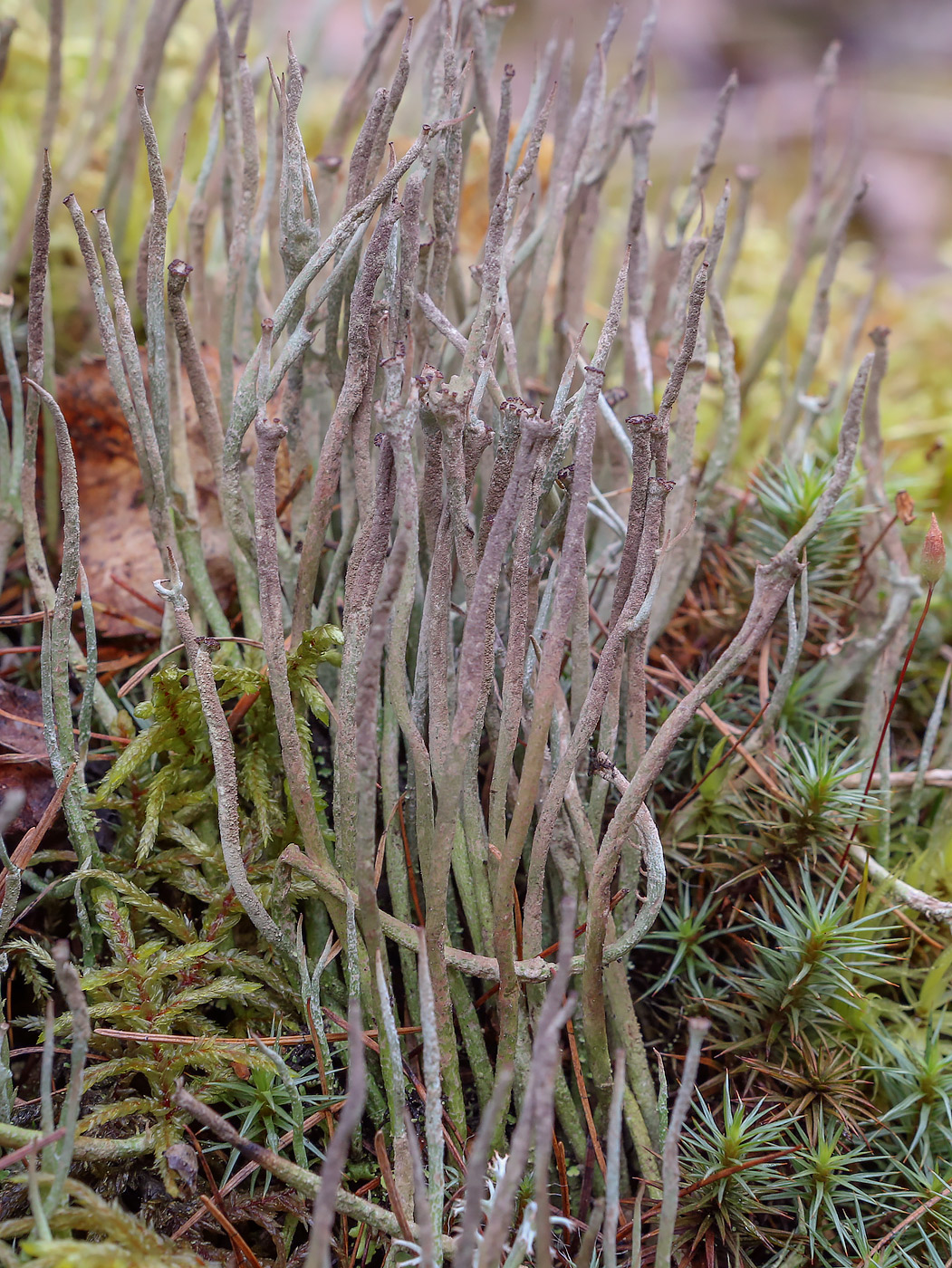 Изображение особи Cladonia gracilis.