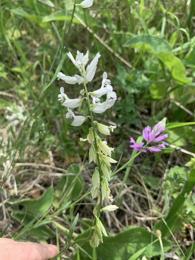 Изображение особи род Polygala.