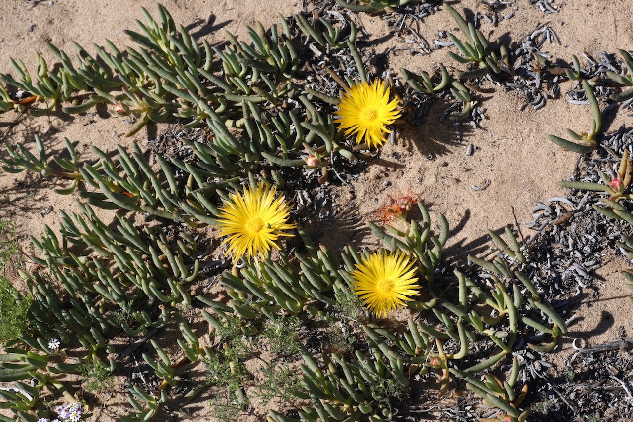 Image of Jordaaniella cuprea specimen.