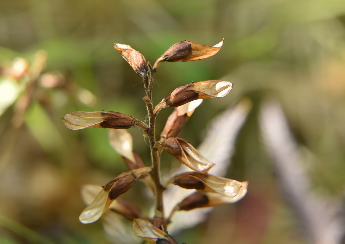 Изображение особи Pedicularis lapponica.