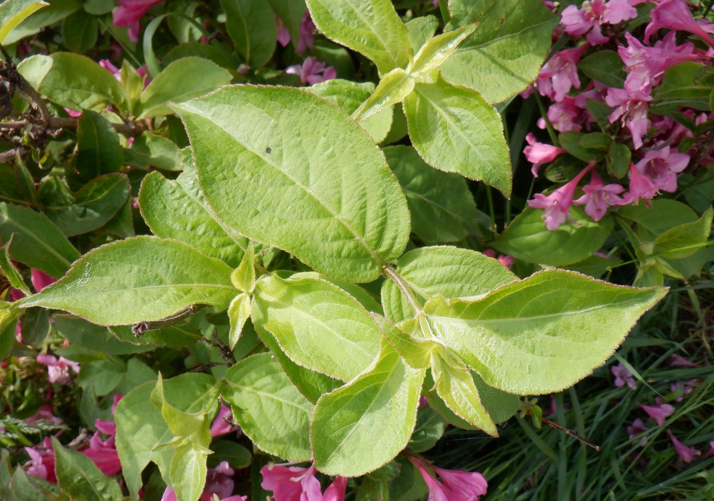 Image of Weigela florida specimen.