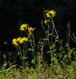 genus Hieracium. Верхушки цветущих веточек с подлетающими мухами-журчалками. Башкортостан, Гафурийский р-н, Имендяшевский сельсовет, окр. дер. Таш-Асты, долина р. Зилим, зарастающий галечник. 4 сентября 2020 г.