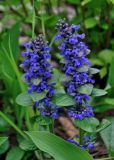 Ajuga reptans. Верхушки побегов с соцветиями. Московская обл., окр. г. Железнодорожный, вырубка на опушке смешанного леса. 25.05.2020.