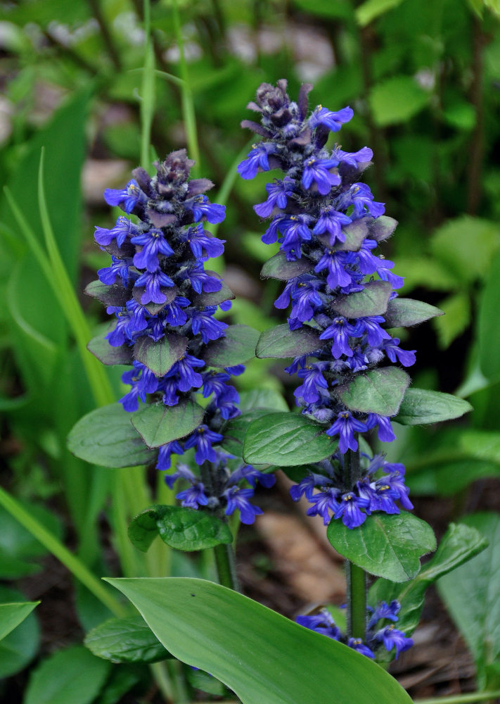 Image of Ajuga reptans specimen.