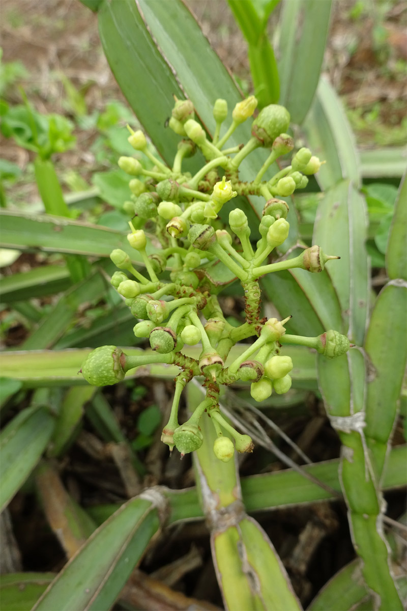 Image of Cissus quadrangularis specimen.