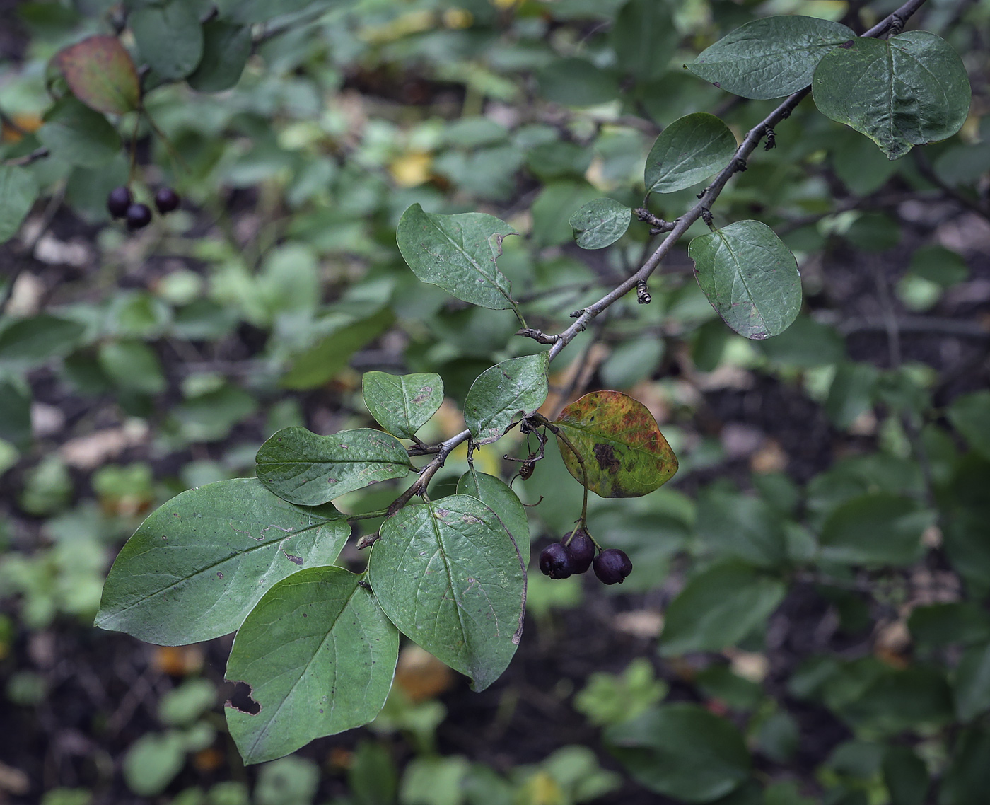 Изображение особи род Cotoneaster.