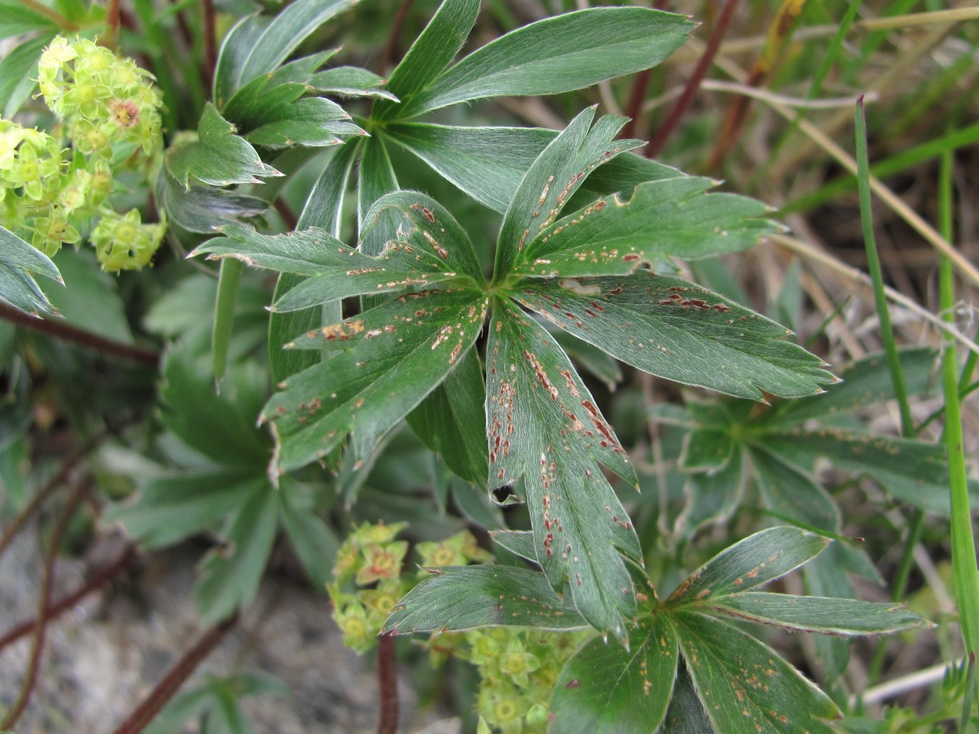 Image of Alchemilla sericea specimen.