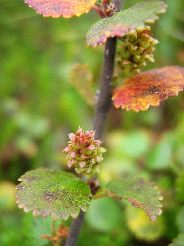 Image of Betula nana specimen.