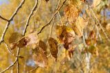 Populus × sibirica. Побег с листвой в осенней окраске. Карелия, г. Медвежьегорск, побережье Онежского оз. близ ул. Онежская, тополёво-берёзовая роща. 26.09.2020.