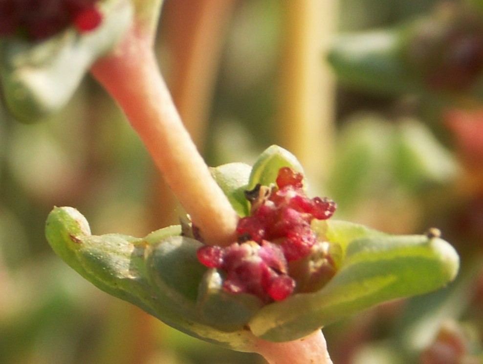 Image of Salsola acutifolia specimen.