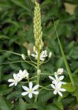 Ornithogalum ponticum