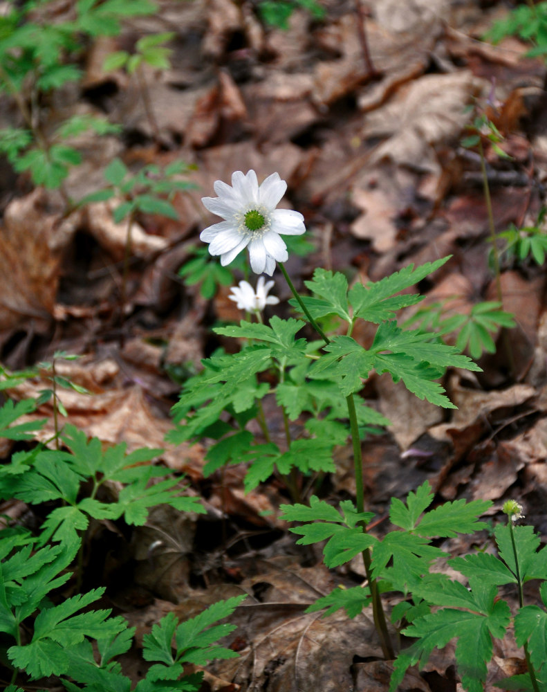 Image of Anemone altaica specimen.