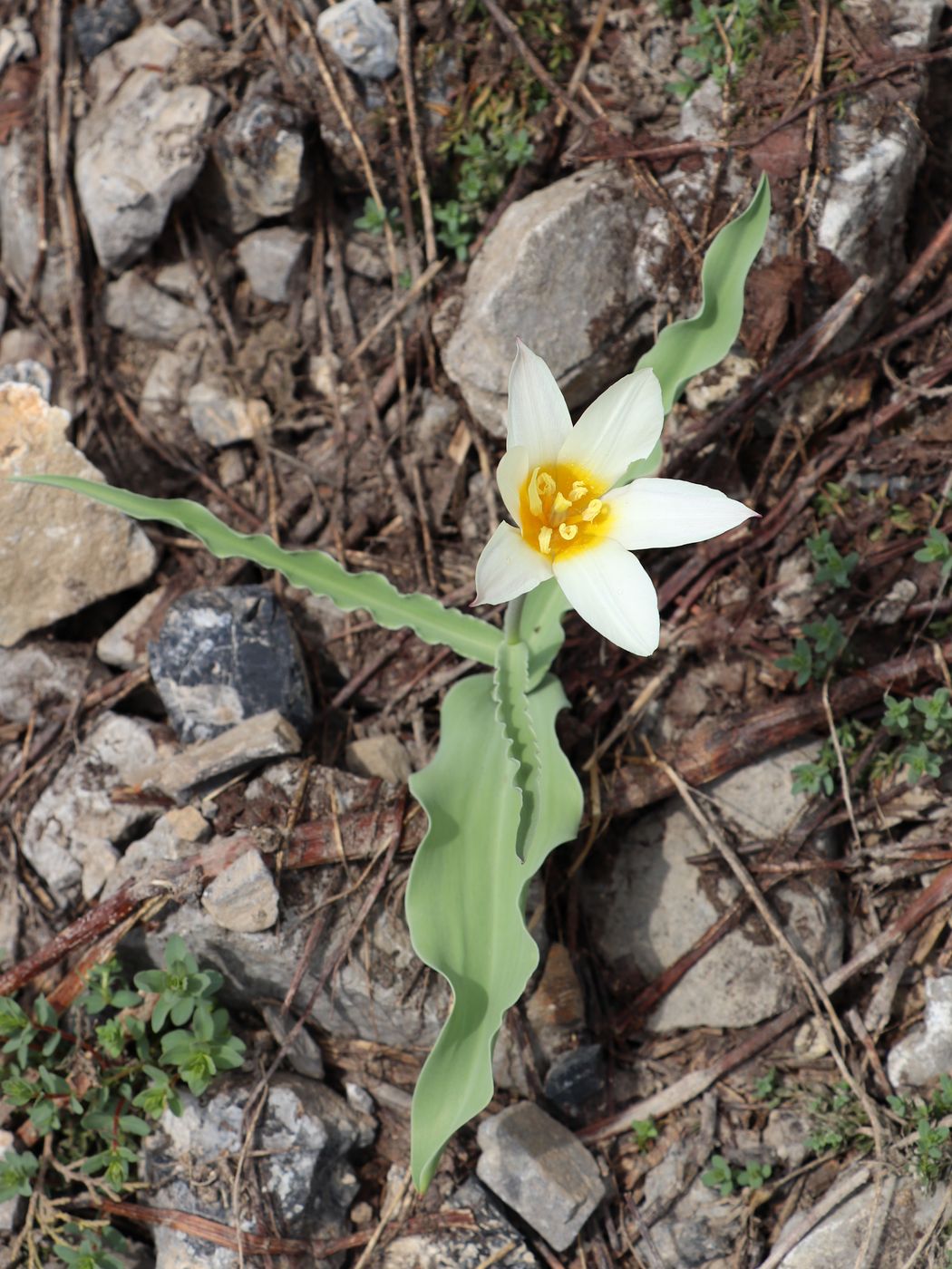 Image of Tulipa kaufmanniana specimen.