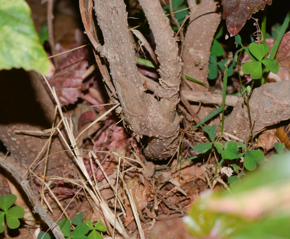 Image of Acalypha wilkesiana specimen.