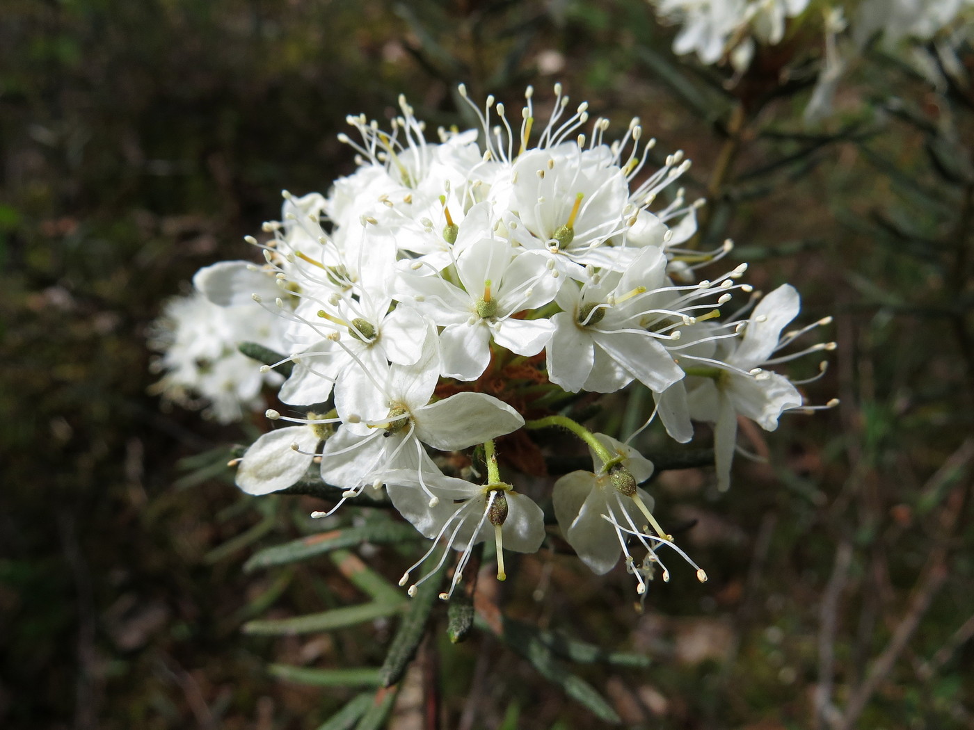 Image of Ledum palustre specimen.